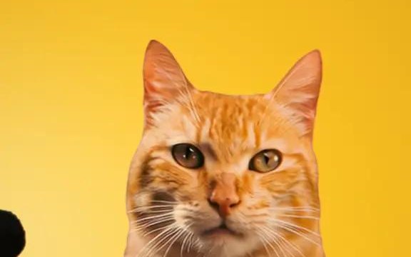Friskies: Friskies transforma gatos em porta-vozes e resgata o meme das Márcias
